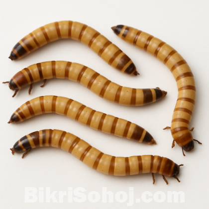Beetle larvae বিটল লার্ভা